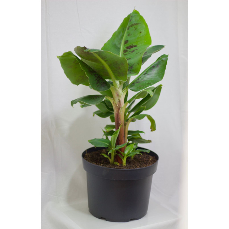 Musa tropicana