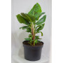 Musa tropicana