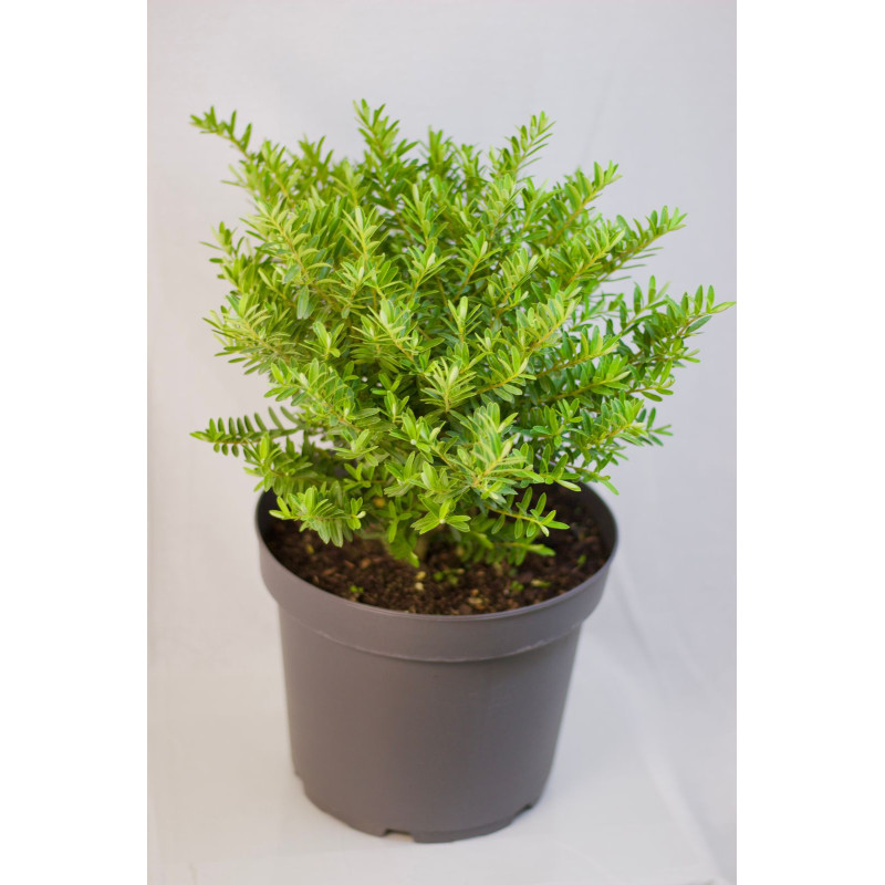 Veronica postrata