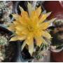 Lobivia hibrida Asian Tiger 