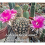 Lobivia tiegeliana