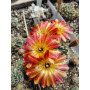 Lobivia Yellow Torch