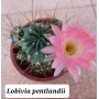 Lobivia pentlander