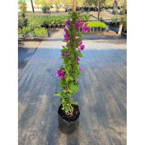 Bougainvillea tutor