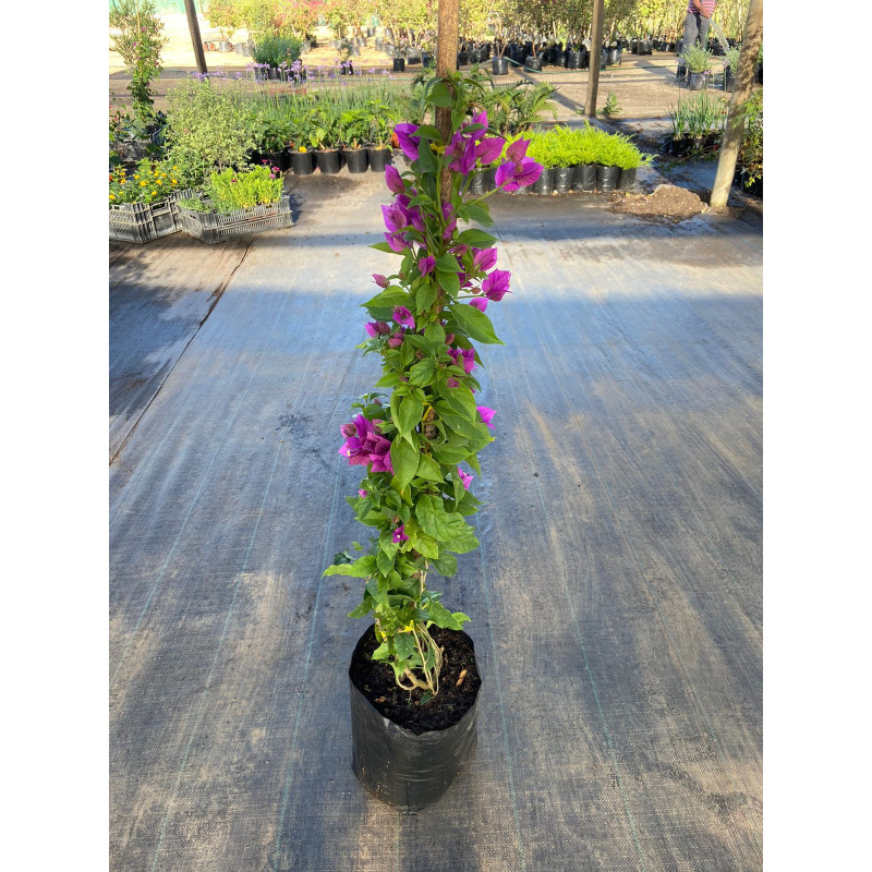 Bougainvillea tutor