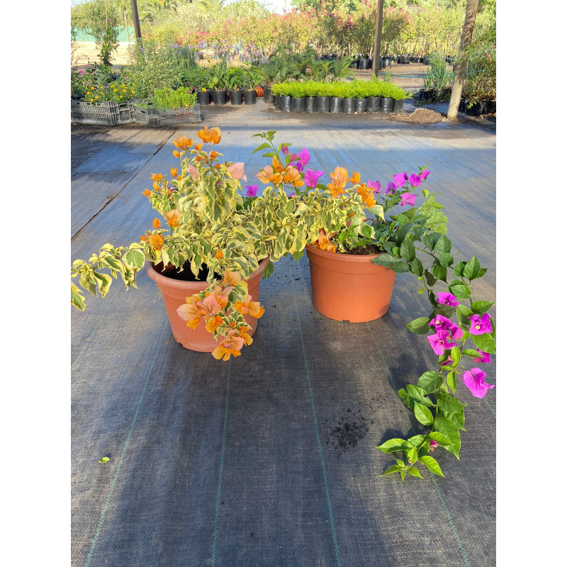 Bougainvillea — Bougainvillea comprar Chile