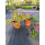 Bougainvillea — Bougainvillea comprar Chile