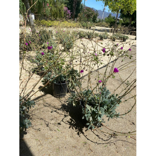 Pata de Guanaco / Cistanthe grandiflora