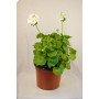Geranio — geranio planta exterior comprar chile
