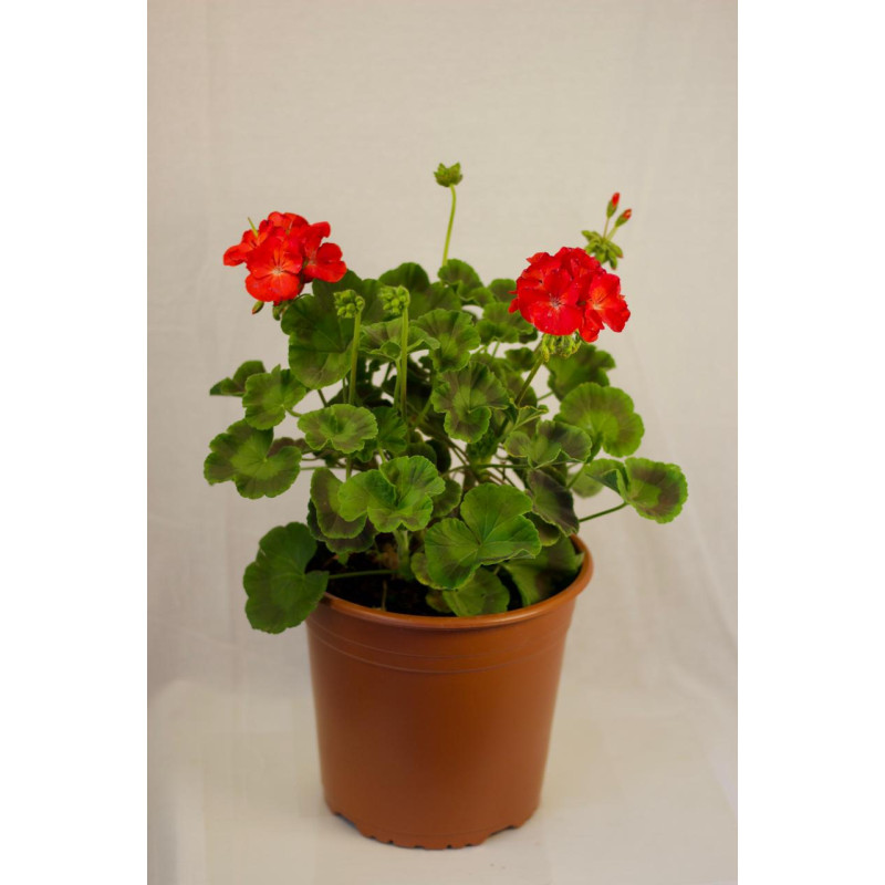 Geranio — geranio planta exterior comprar chile