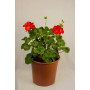 Geranio — geranio planta exterior comprar chile