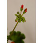 Geranio — geranio planta exterior comprar chile