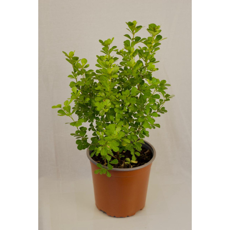 Rhus crenatta