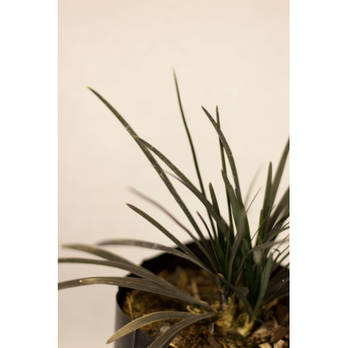 Ophiopogon negro — ophiopogon negro cubresuelo precio chile