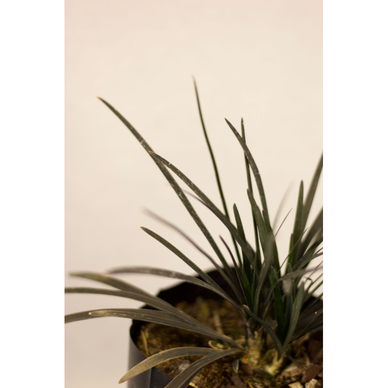 Ophiopogon negro — ophiopogon negro cubresuelo precio chile