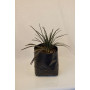 Ophiopogon negro — ophiopogon negro cubresuelo precio chile