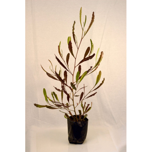 Stenocarpus rojo — Stenocarpus rojo comprar Chile