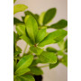 Skimmia japonica — Skimmia japonica precio Chile