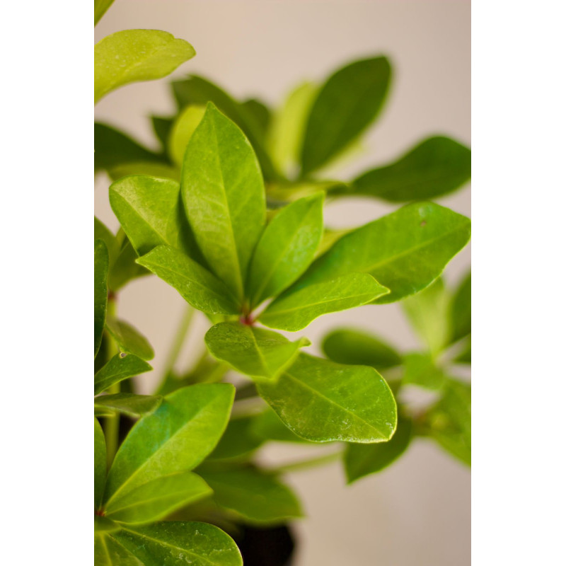 Skimmia japonica — Skimmia japonica precio Chile
