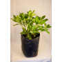 Skimmia japonica — Skimmia japonica precio Chile