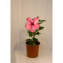 Hibisco