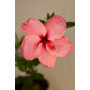 Hibisco