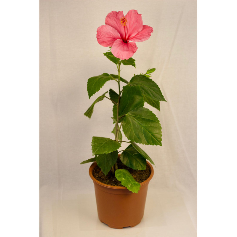 Hibisco
