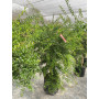 Citrus Red Finger Lime