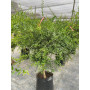 Citrus Red Finger Lime