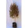 Stenocarpus pie alto XL