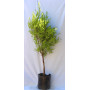 Stenocarpus pie alto XL