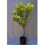 Alcanfor — alcanfor planta exterior chile comprar