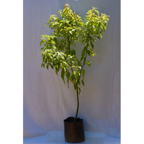 Alcanfor — alcanfor planta exterior chile comprar