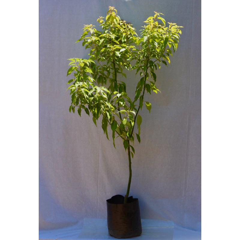 Alcanfor — alcanfor planta exterior chile comprar