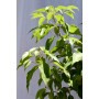 Alcanfor — alcanfor planta exterior chile comprar