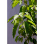 Alcanfor — alcanfor planta exterior chile comprar