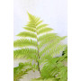 Helecho  Alsophylla — Helecho Alsophylla comprar Chile