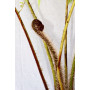 Helecho  Alsophylla — Helecho Alsophylla comprar Chile