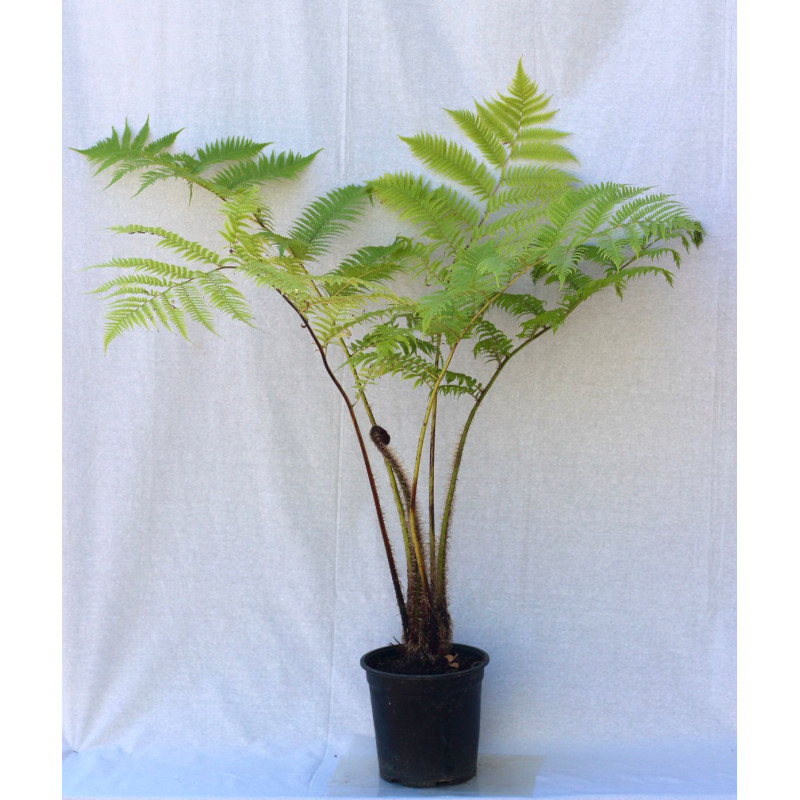 Helecho  Alsophylla — Helecho Alsophylla comprar Chile