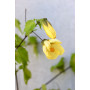 Abutilon — abutilon planta exterior Chile comprar