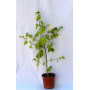 Abutilon — abutilon planta exterior Chile comprar