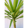 Yuca — yuca planta exterior precio Chile
