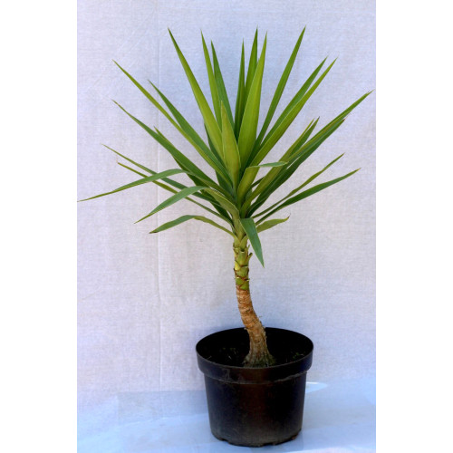 Yuca — yuca planta exterior precio Chile