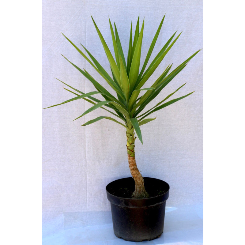 Yuca — yuca planta exterior precio Chile