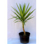 Yuca — yuca planta exterior precio Chile