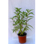 Salvia leucantha — salvia leucantha precio chile