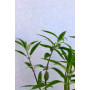 Salvia leucantha — salvia leucantha precio chile