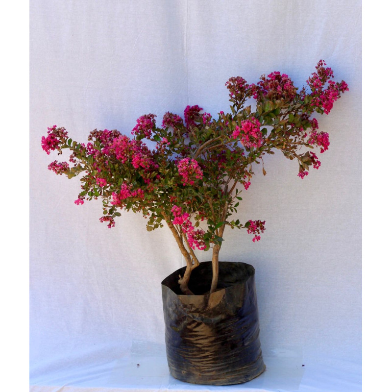Crespón — crespón árbol ornamental comprar chile