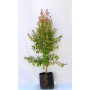 Myrceugenia — myrceugenia árbol nativo chile comprar