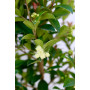 Myrceugenia — myrceugenia árbol nativo chile comprar